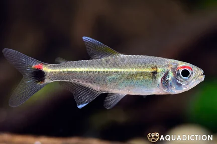 Redtail Spotted Tetra - Parapristella georgiae