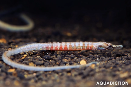 African Freshwater Pipefish - Enneacampus ansorgii