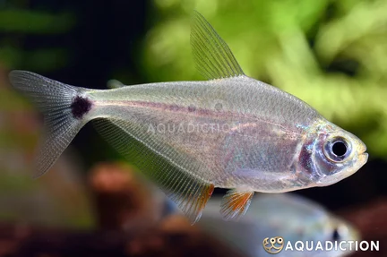 Kennedy's Tetra - Ctenobrycon kennedyi