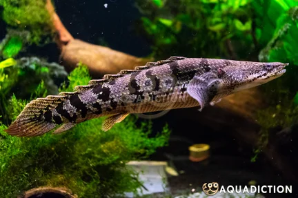 Barred Bichir - Polypterus delhezi