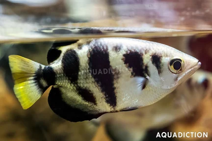 Banded Archerfish - Toxotes jaculatrix