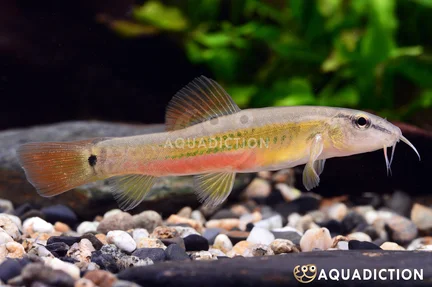 Tubercle Stone Loach - Traccatichthys tuberculum