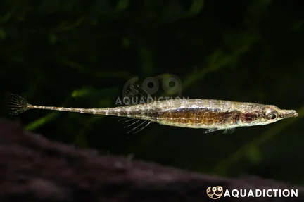 Armoured Stickleback - Indostomus paradoxus