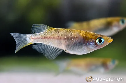 Glitter Medaka Ricefish - Oryzias latipes var. Glitter