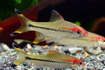 Chalak Barb - Sahyadria chalakkudiensis