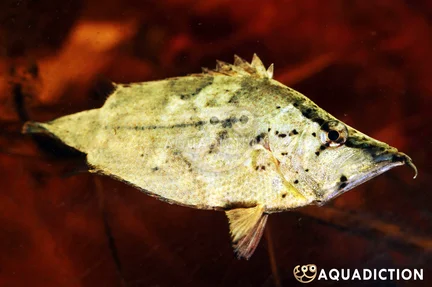 Amazon Leaffish - Monocirrhus polyacanthus