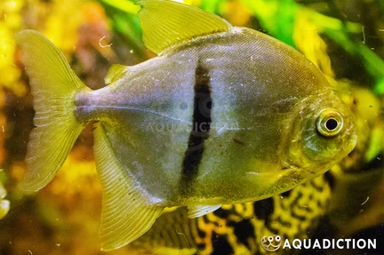 Black Barred Silver Dollar - Myloplus schomburgkii