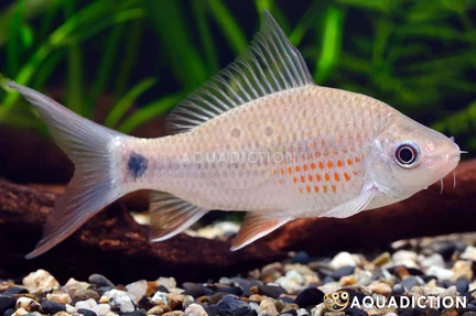 Bonylip Barb - Osteocheilus vittatus