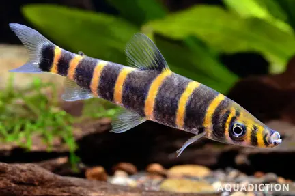 Red Banded Leporinus - Synaptolaemus latofasciatus
