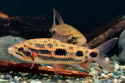 Strawberry Leporinus - Leporinus granti