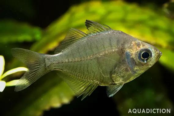 Indian Glass Fish – Parambassis ranga