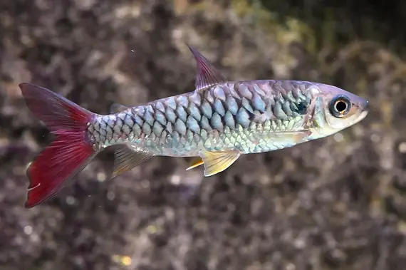Pink Tail Chalceus – Chalceus macrolepidotus